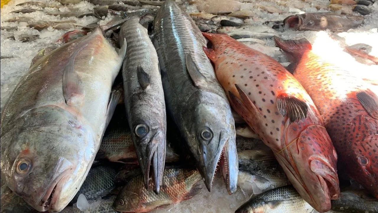 انخفاض طفيف واستقرار نسبي.. أسعار الأسماك والجمبري في مصر اليوم الأربعاء